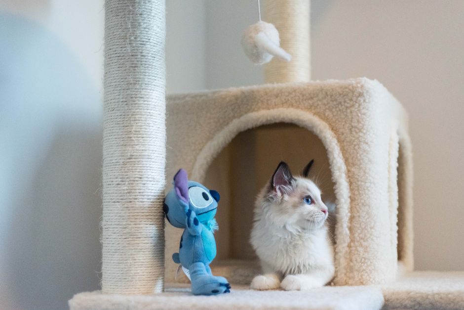 TinyPaws & Co. pet care guide