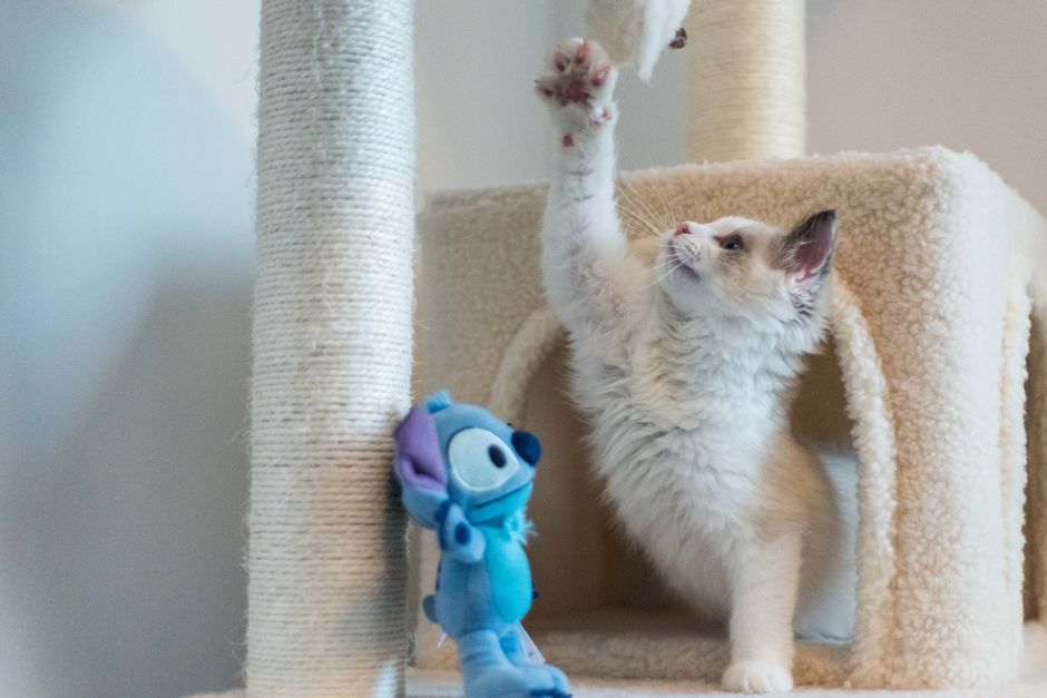 TinyPaws & Co. pet care guide