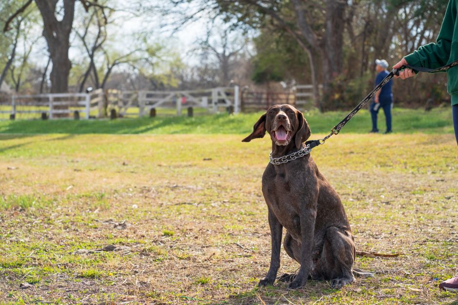 TinyPaws & Co. pet care guide