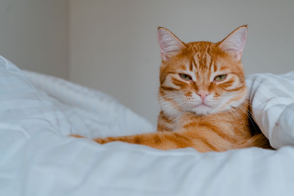 TinyPaws & Co. pet care guide