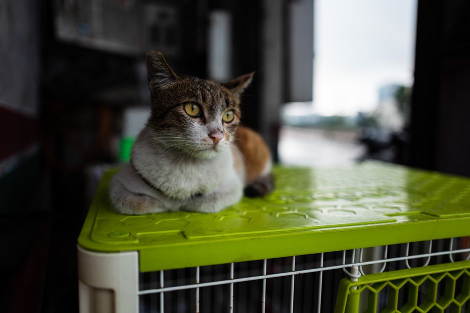 TinyPaws & Co. pet care guide