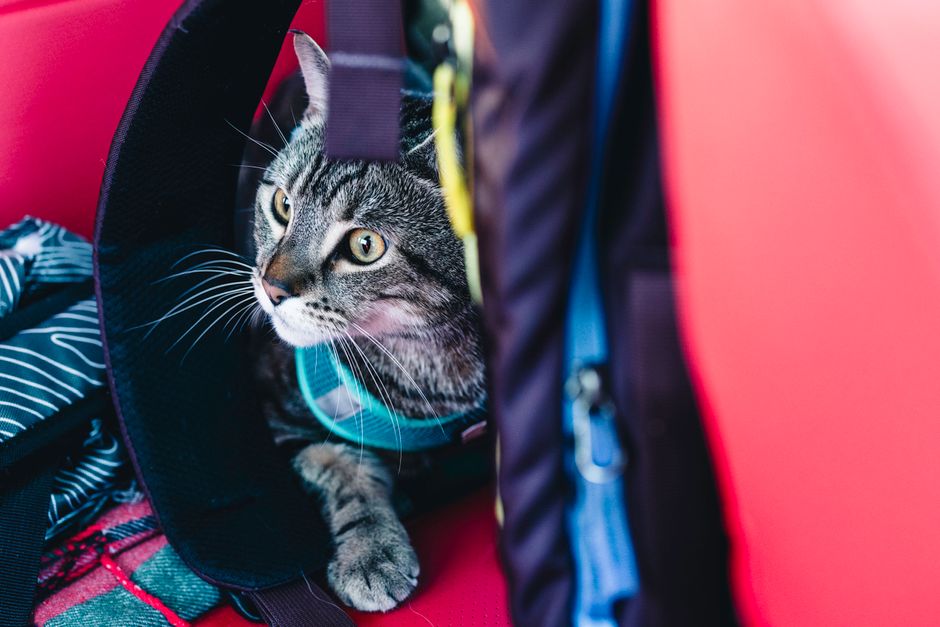 TinyPaws & Co. pet care guide