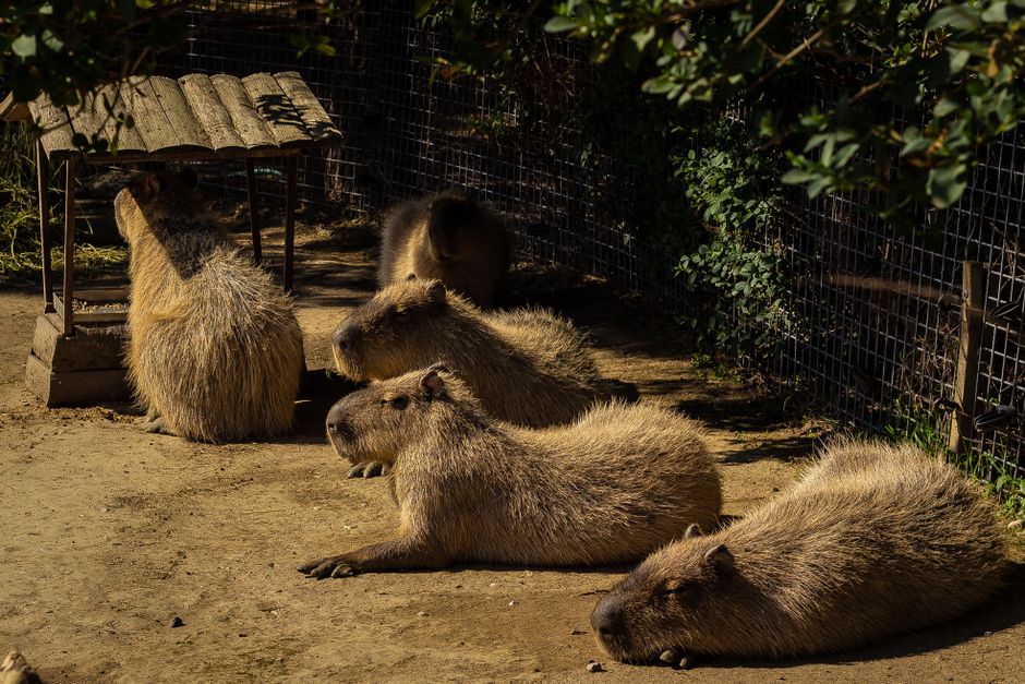 Capybara as a Pet: Everything You Need to Know Before Getting One - TinyPaws & Co.