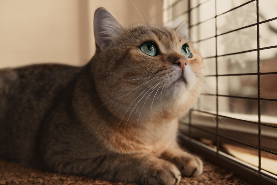 TinyPaws & Co. pet care guide