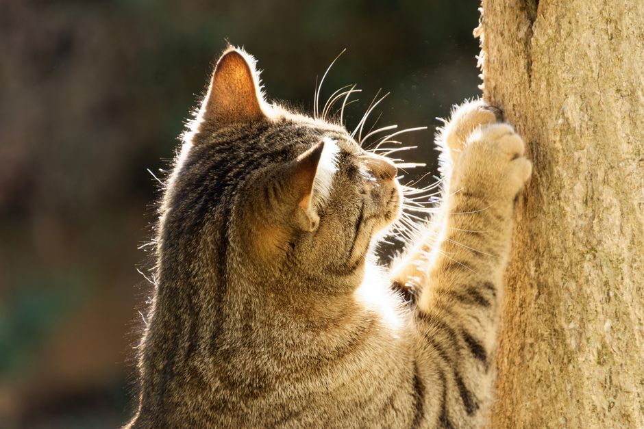 TinyPaws & Co. pet care guide