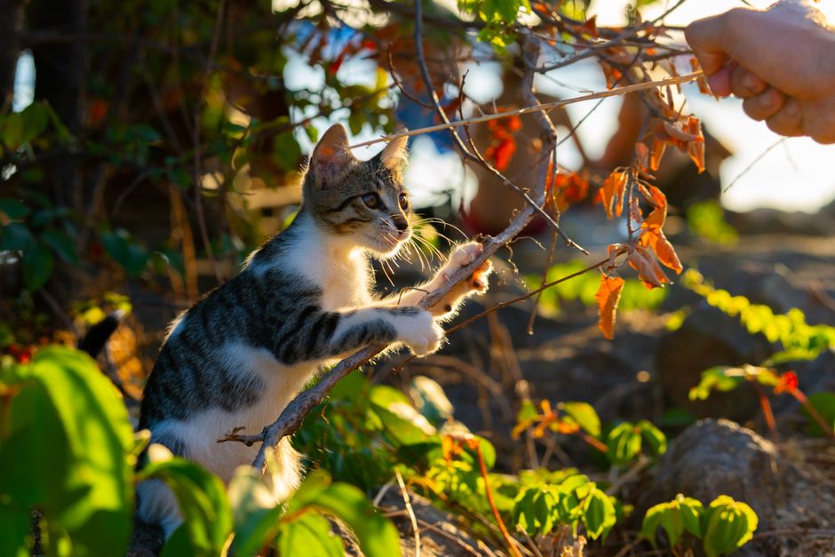 TinyPaws & Co. pet care guide