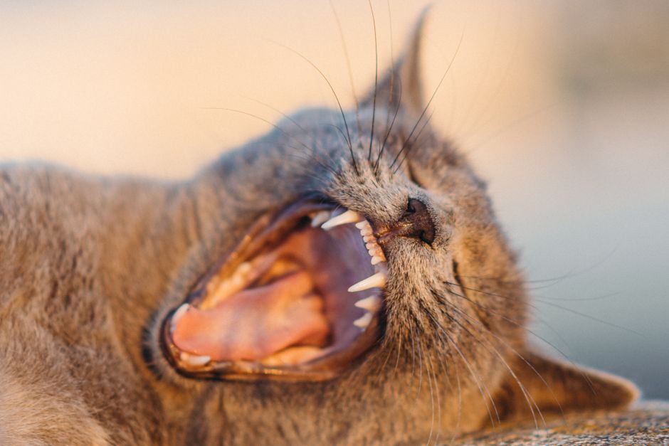 Cat Dental Care 101: How to Brush Your Cat's Teeth Without Stress - TinyPaws & Co.