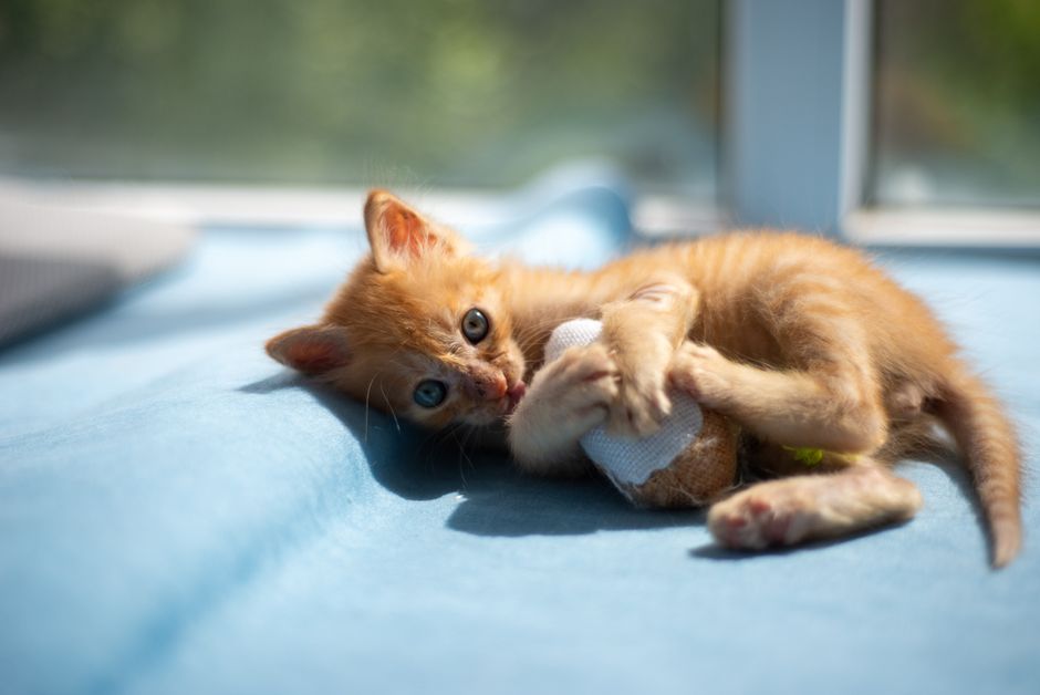 TinyPaws & Co. pet care guide