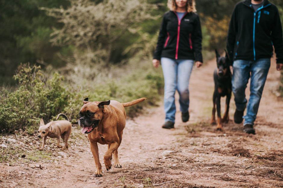 TinyPaws & Co. pet care guide