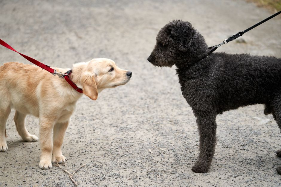 TinyPaws & Co. pet care guide